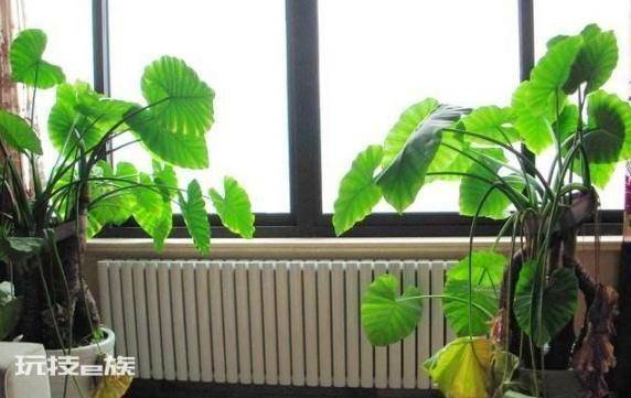 龟背竹风水摆放三不要(家里养龟背竹切记不要放这三个位置)-图片4